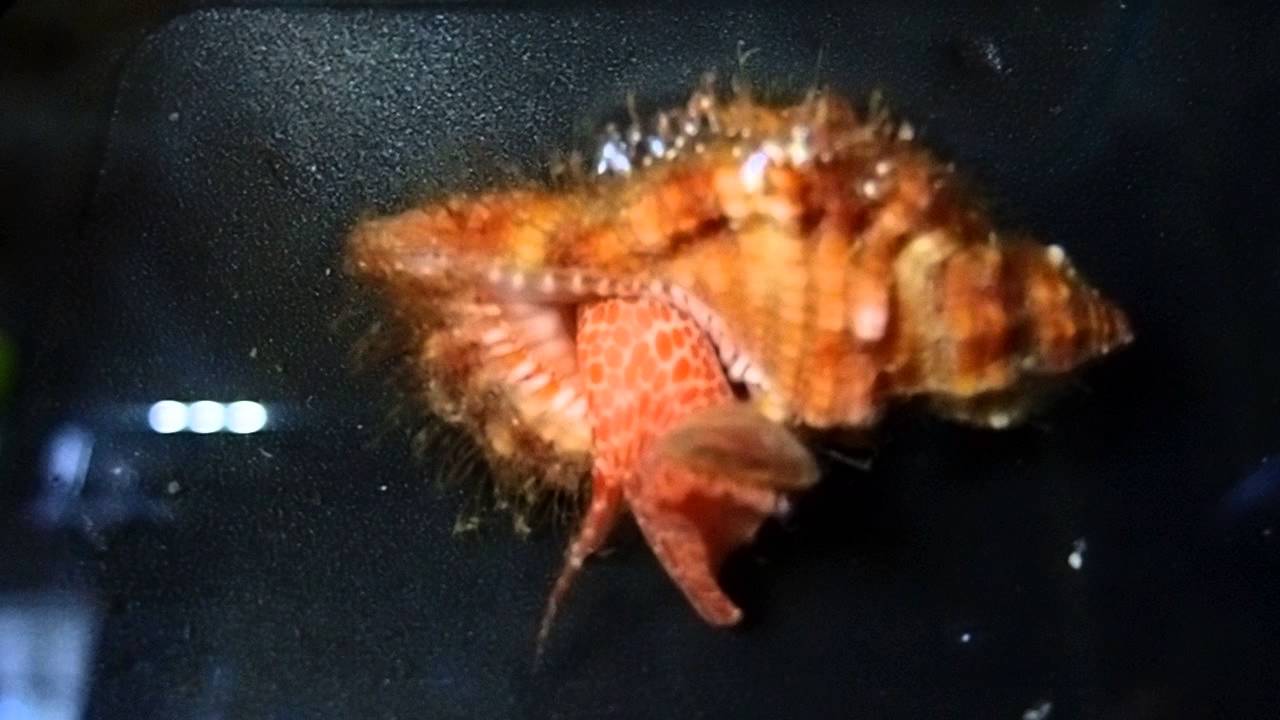 Cymatium aquatile snail P8041913