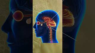 Qual trajeto que o óleo essencial faz quando o inalamos? #aromaterapia #oleoessencial #óleoessencial Qual trajeto que o óleo essencial faz quando o inalamos? #aromaterapia #oleoessencial #óleoessencial