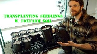 Transplanting seedlings w  Foxfarm soil