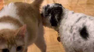 Dog licks butt when he’s out of food…