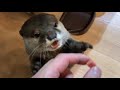 カワウソさくら ジャーキーを見失って逆ギレしてしまう Otter lose sight of jerky