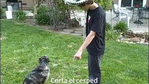 Gram Activa - The affirmative tu command