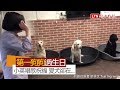 【生日片】小英唱生日快樂歌 3隻愛犬卻只想著...(翻攝自臉書 蔡英文 Tsai Ing-wen)