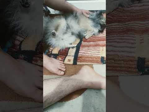 پامرین فقط با صاحب خود حس خونی و عاطفی میگیرد و همیشه یک نفر هم هست که بیشتر از بقیه دوست دارد