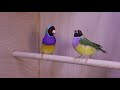 Red-headed Gouldian Finch courtship 2019