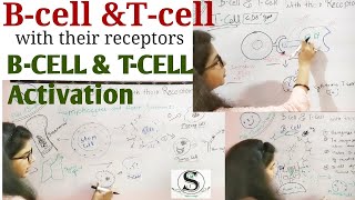 B cell and T cell activation and differentiation /B cell Receptor (BCR) / T cellReceptor (TCR)/