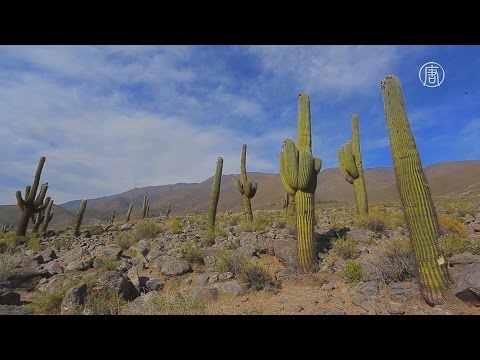 Video: Kakšni Kaktusi Rastejo V Puščavi