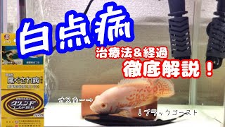 白点病？尾ぐされ病の薬と隔離で治りました！