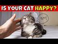 10 subtle signs your cat is very happy 