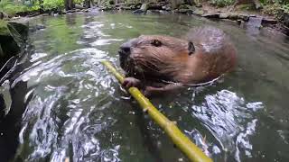 Beaver Manages Big Branches With Ease