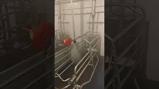 Download Lagu Cleaning without staff: EVO Cleaner at work in a pig stable MP3