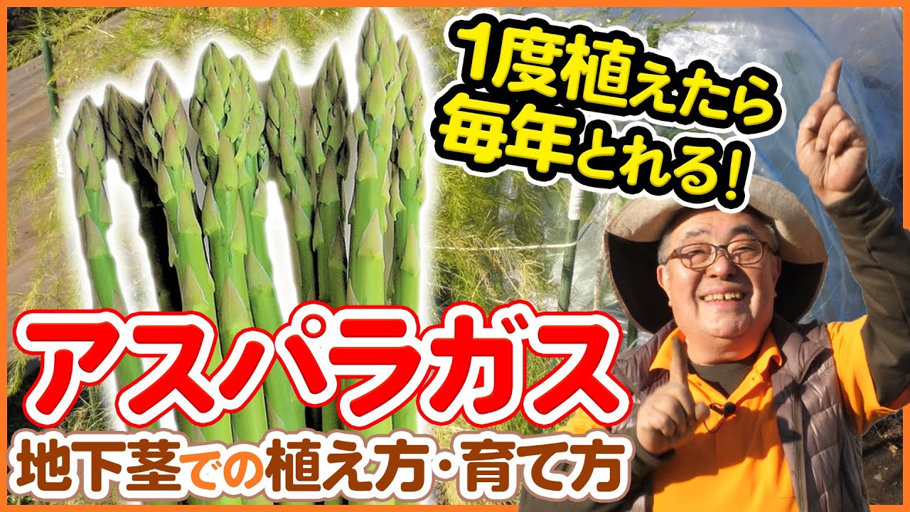 １度植えたら毎年収穫できる アスパラガスの植え方 定植 育て方を解説 地下茎なら今年から収穫可能 家庭菜園 農業 ホワイトアスパラガス Youtube