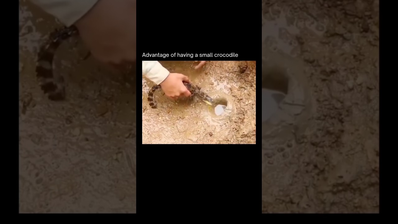 Crocodile Helps Human