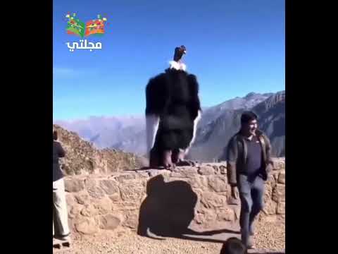 هذا هو كوندور الأنديز وهو أكبر طائر في نصف الكرة الغربي