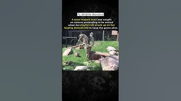 Snow leopard mom fakes fear to play with her cub !... #shorts #viralvideo #youtubeshorts