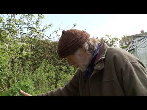 Vidéo: Springtime Chard Growing - Comment planter de la bette à carde au printemps