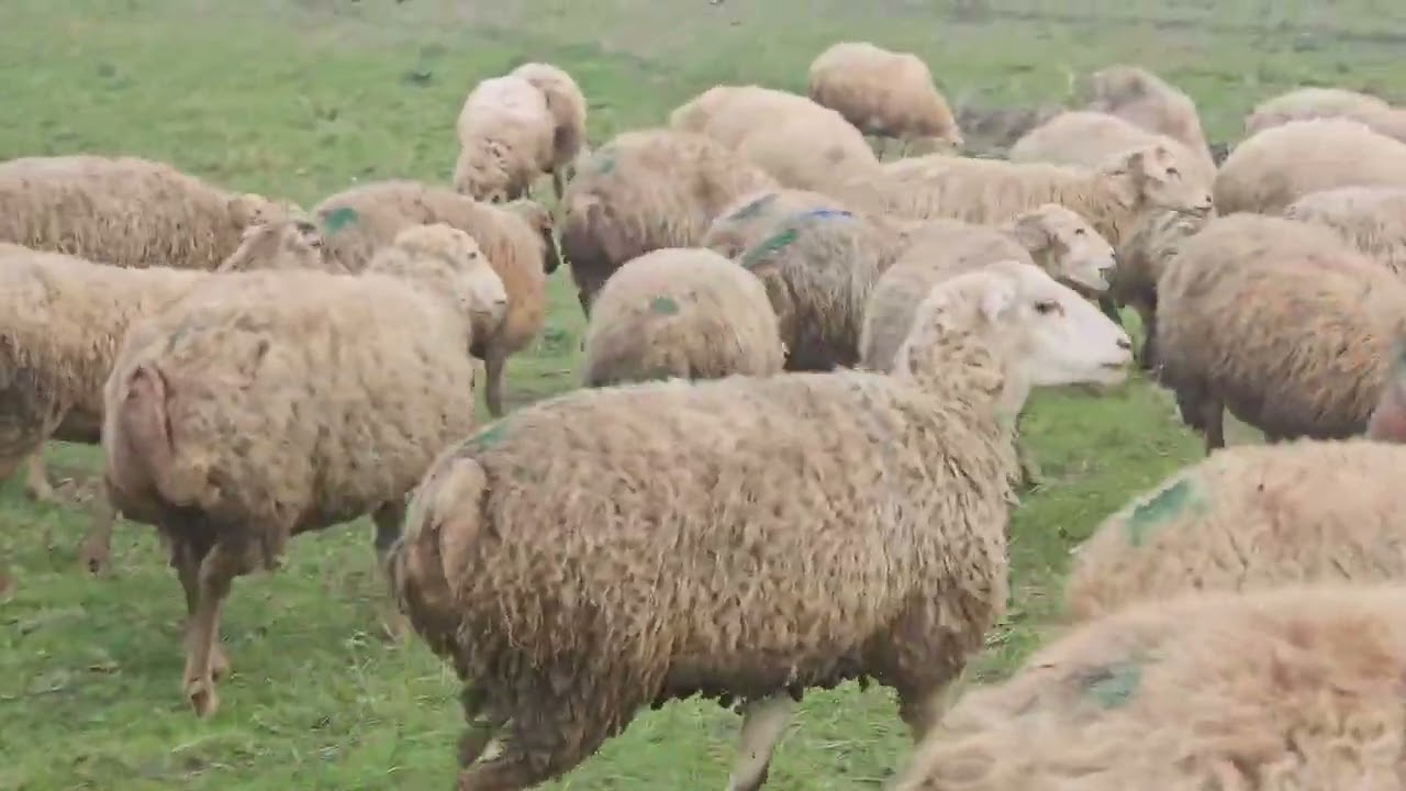 Qaradolax sortu yetik şişəklər təcili satılır. Əlaqə nömrə 0557422203