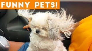 Funniest Pets & Animals of the Week Compilation September 2018 | Funny Pet Videos