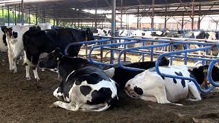 Efkar Et Kombinası Kısa Film1