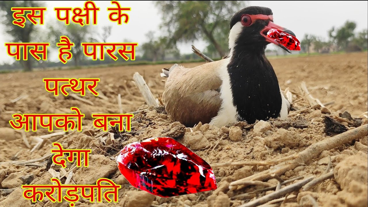 परास पत्थर रखता है यह पक्षी || किसान का साथी मित्र है यह पक्षी || खेत अलग से रखता है किसान इसके लिए