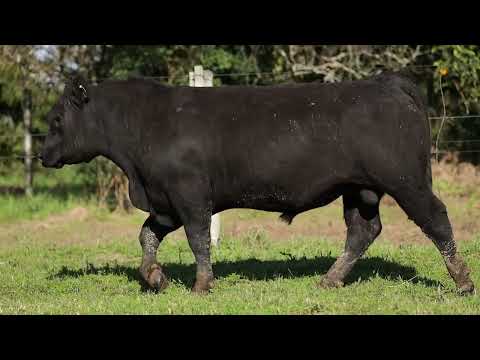 LOTE 18  1216