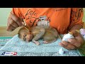 Poor Little Monkey | Mom Cleaning Ears And Wound For Orphan Baby Monkey