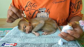 Poor Little Monkey | Mom Cleaning Ears And Wound For Orphan Baby Monkey