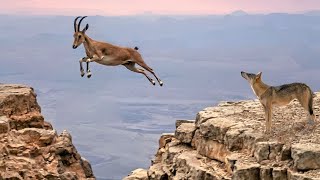 Predators go crazy with these tricks! Nubian Ibex is the climbing expert!