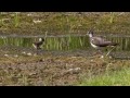 Vanneau Huppe - Petit Oisillon - Vanellus vanellus - Northern Lapwing