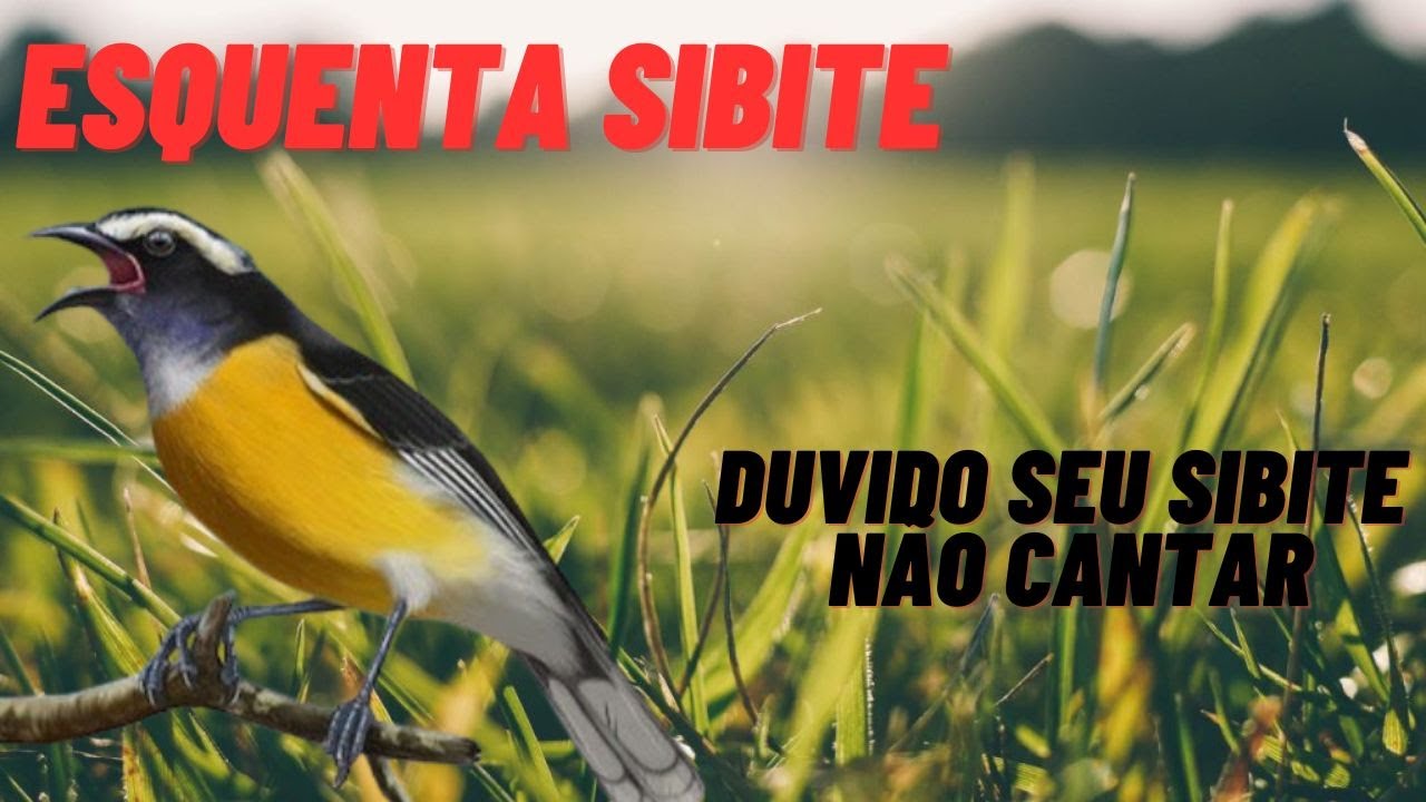 esquentar sibite 🔥 canto pra foguear sibite deixe seu sibite louco 🔥 esquentar sibite