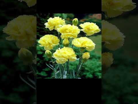 نبات القرنفل