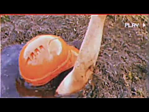 КАТАМАРАНОВ УШЕЛ ЗА ГРИБАМИ ПАРОДИЯ НА ЛАПЕНКО