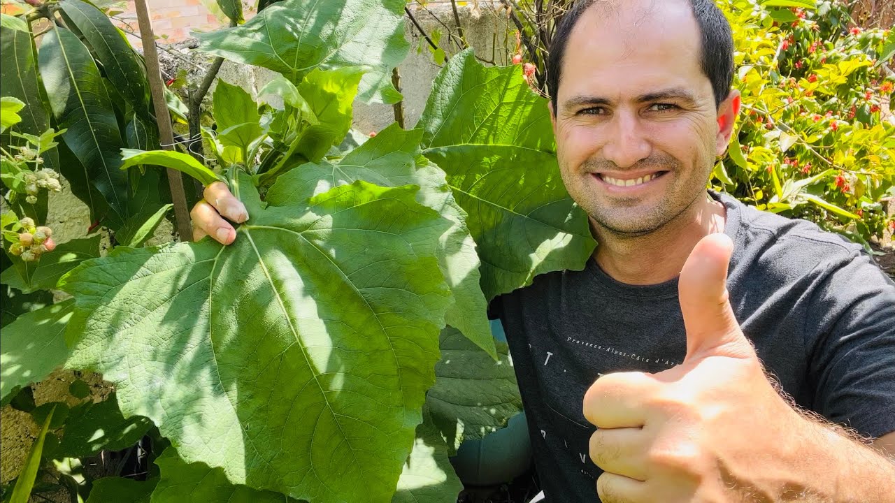 BATATA YACON GIGANTE