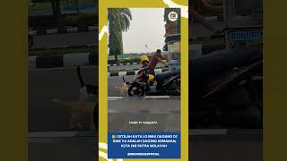 😾: Istilah Kata Mau Dagang Di Sini Ya | Siapkan Dryfood Keamanan, Kita Akamsi Nih #cat #kucing