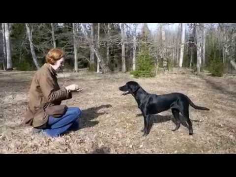Video: Förbättra Kognitiv Funktion Hos äldre Hundar Nutrition Nuggets Dog