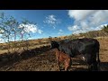 Vacas en realidad virtual | Episodio #32