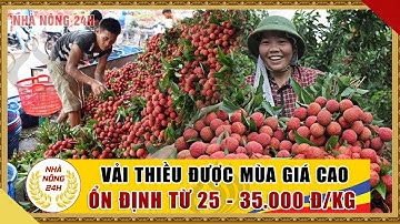 Giá vải thiều hôm nay 6/6/2020 | Vải thiều Lục Ngạn, Thanh Hà giá ổn định từ 25.000-35.000 đ/kg