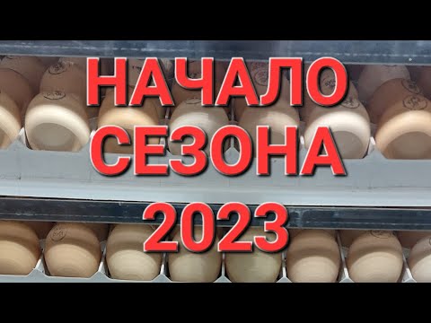 Видео: Инкубация яйца КОББ-500 СЕЗОН 2023