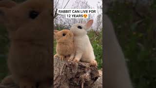 Rabbit Can Live for 12 Years