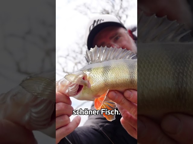 Ansitz mit Gummiwurm!