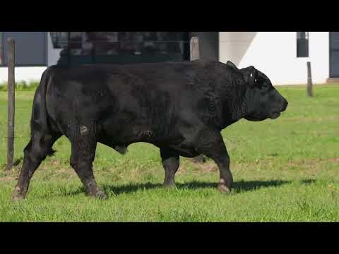 LOTE 07 - 2095