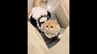 Клининг фирма которую мы заслужили

#Котофей#shorts