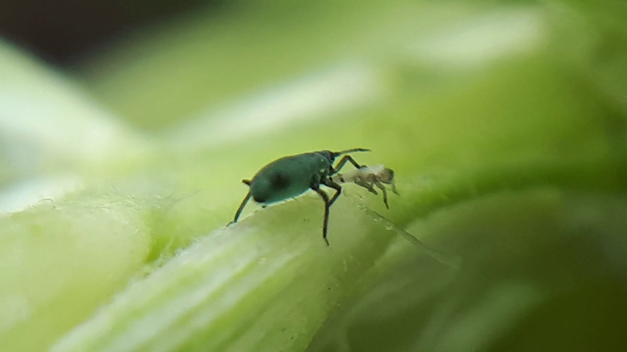 Marche de l'Aphis gossypii