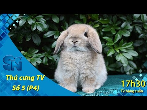 Thú cưng TV - Số 5 (P4) - Cách nuôi thỏ Minilop | SNTV