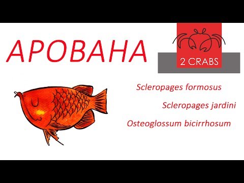 Video: Kas ji, drakonas (arowana)?