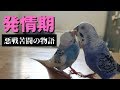 止められない発情期！～悪戦苦闘の物語～【セキセイインコ】【#19】