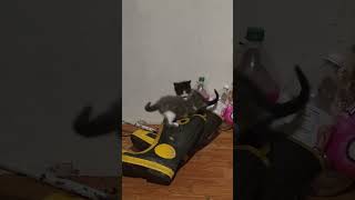 funny cute baby cats playing ●6●