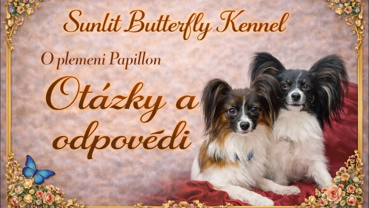 Papillon – vše o plemeni | Otázky a odpovědi