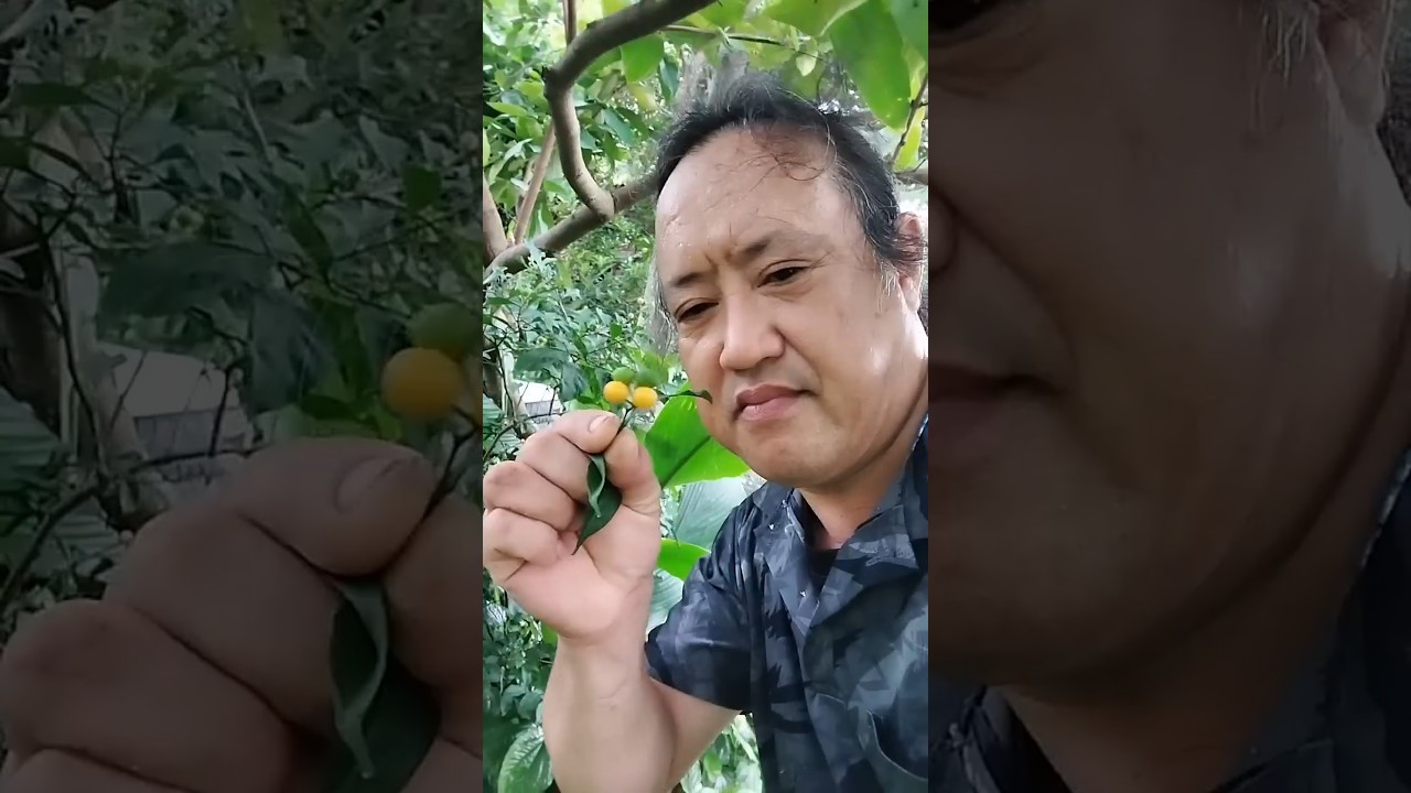 twoleaf nightshade😋