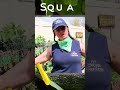 Quick tips for planting squash! #shorts